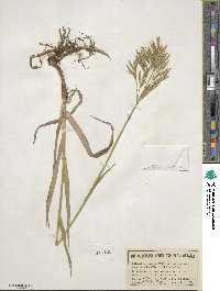 Bromus inermis image