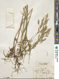 Bromus inermis image