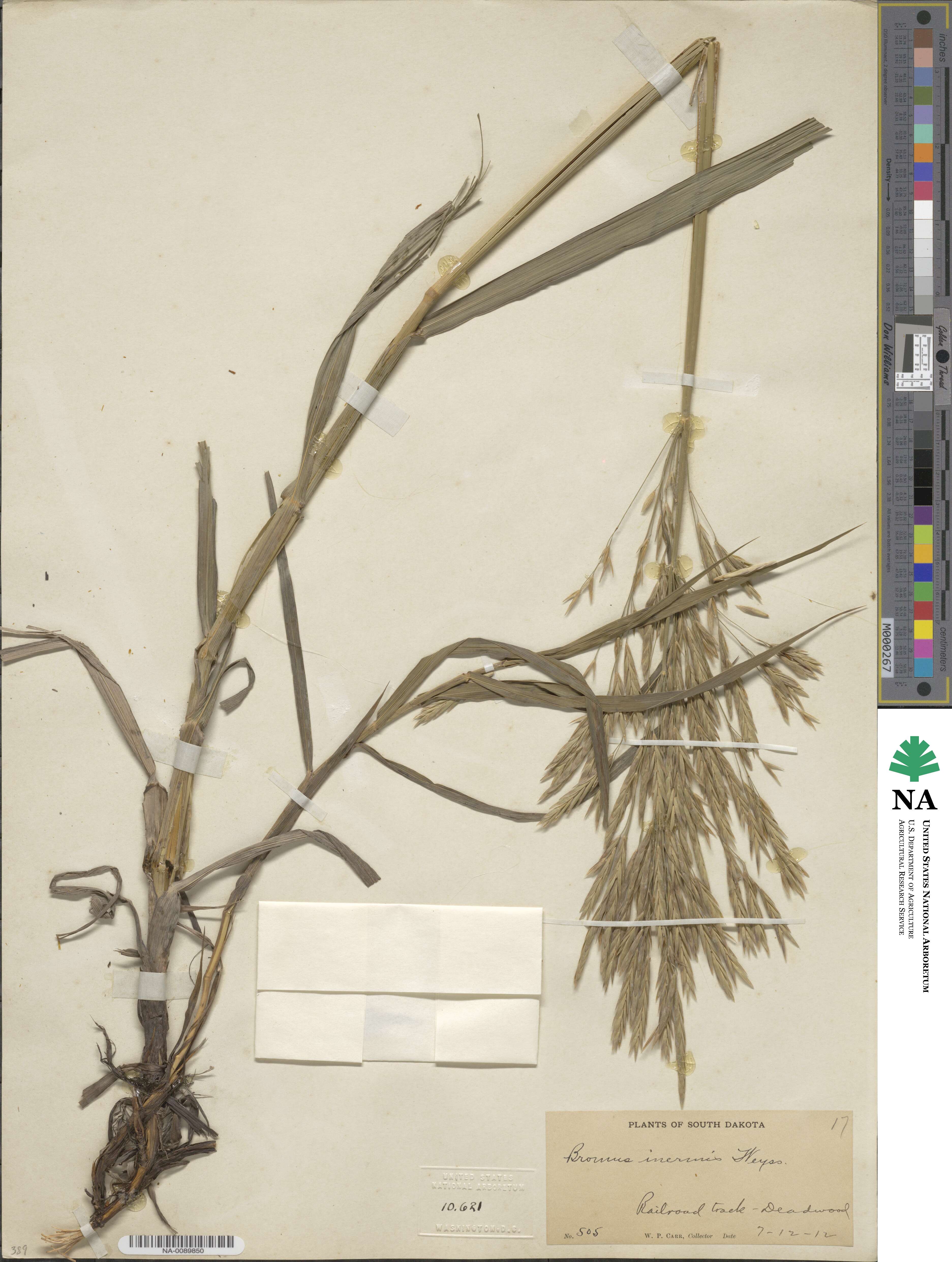 Bromus inermis image