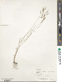 Bromus japonicus image