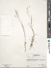 Bromus japonicus image