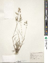 Bromus japonicus image