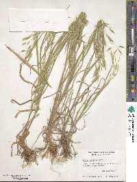 Bromus japonicus image