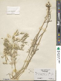 Bromus japonicus image