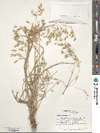 Bromus japonicus image