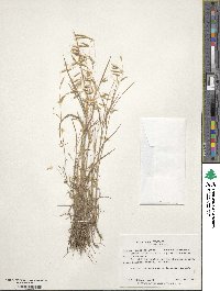 Bromus japonicus image