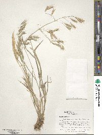 Bromus japonicus image