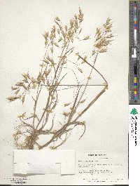 Bromus japonicus image