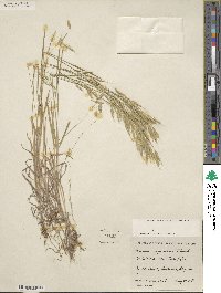 Bromus japonicus image