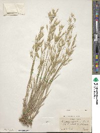 Bromus japonicus image