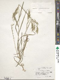 Bromus japonicus image