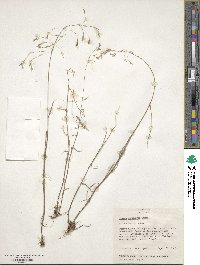 Bromus japonicus image