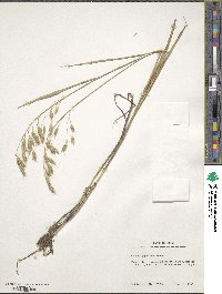 Bromus japonicus image