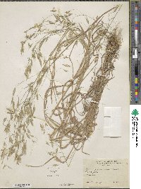 Bromus japonicus image