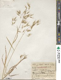 Bromus japonicus image