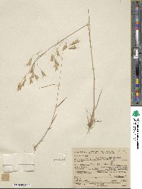 Bromus japonicus image