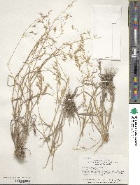 Bromus japonicus image