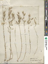 Bromus japonicus image