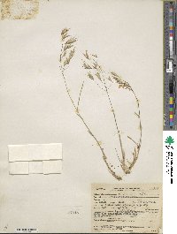 Bromus japonicus image