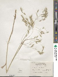 Bromus japonicus image