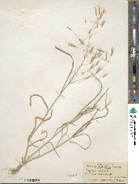 Bromus japonicus image