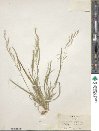 Bromus japonicus image