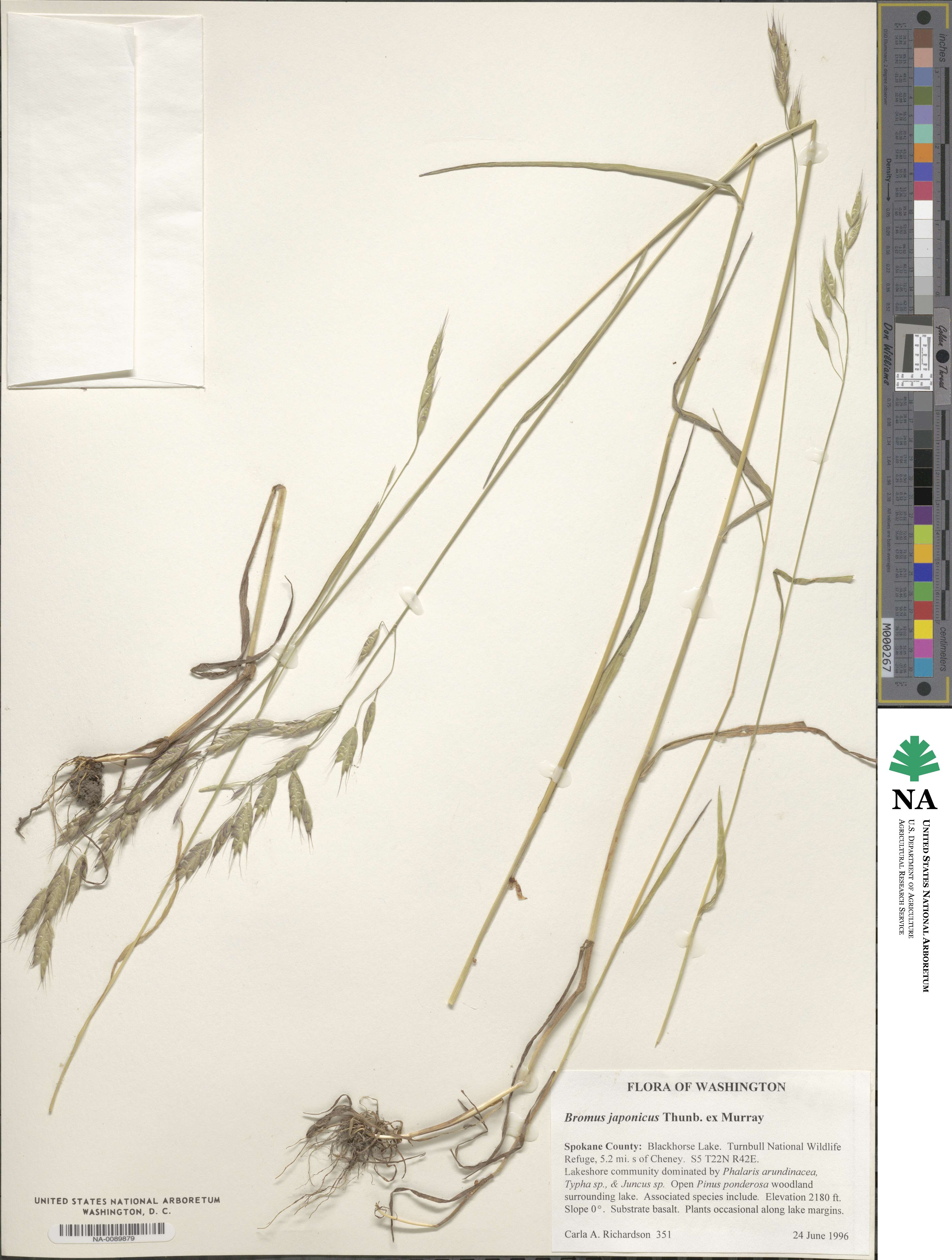Bromus japonicus image