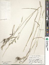 Bromus japonicus image