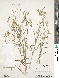 Bromus japonicus image