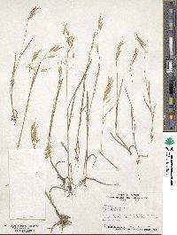 Bromus japonicus image