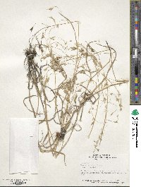 Bromus japonicus image