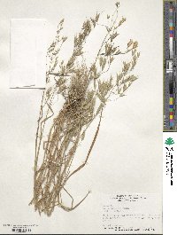 Bromus japonicus image