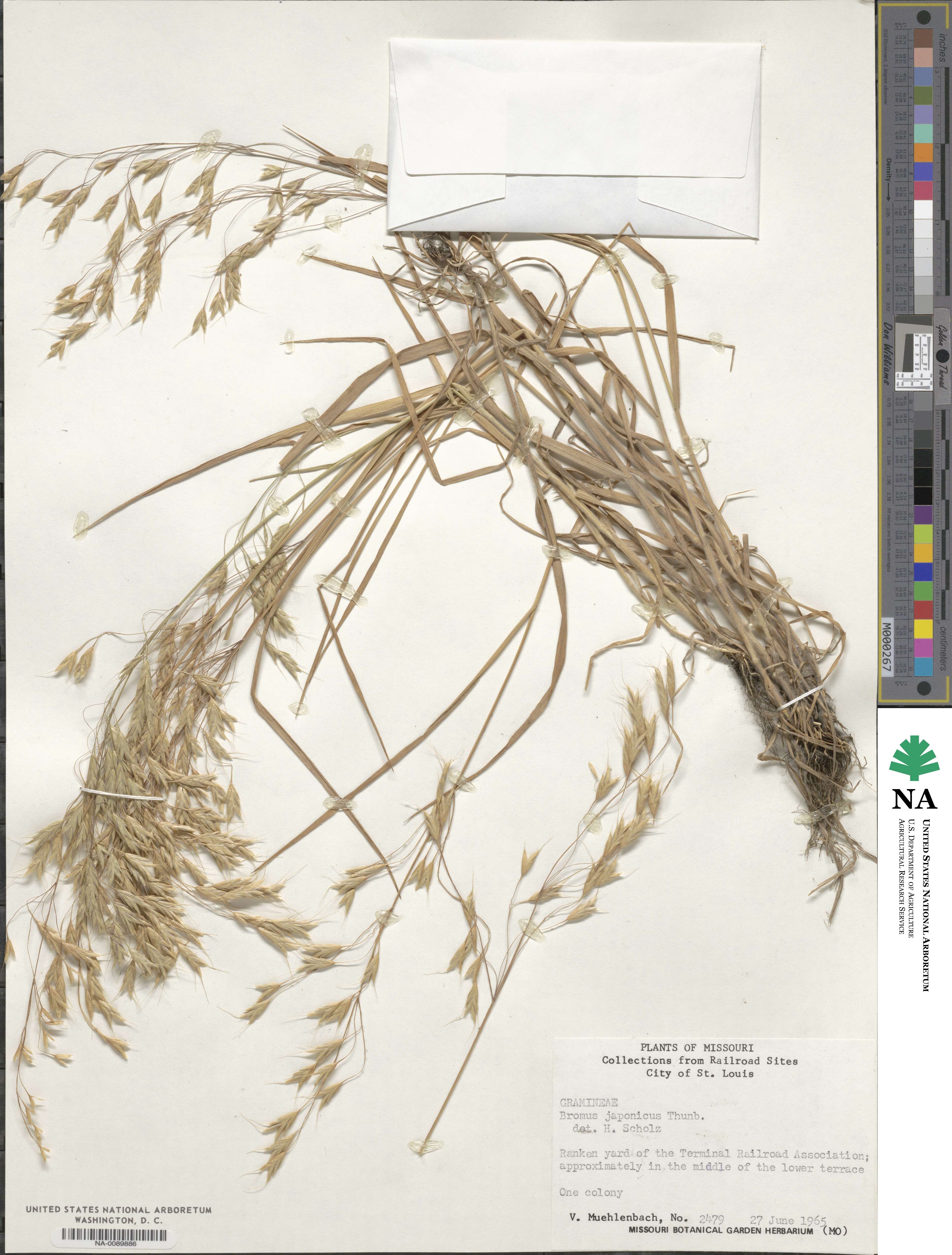 Bromus japonicus image