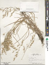 Bromus japonicus image