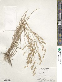 Bromus japonicus image