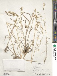 Bromus japonicus image