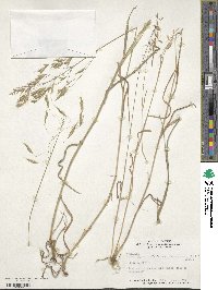 Bromus japonicus image