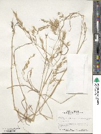 Bromus japonicus image