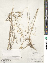 Bromus japonicus image