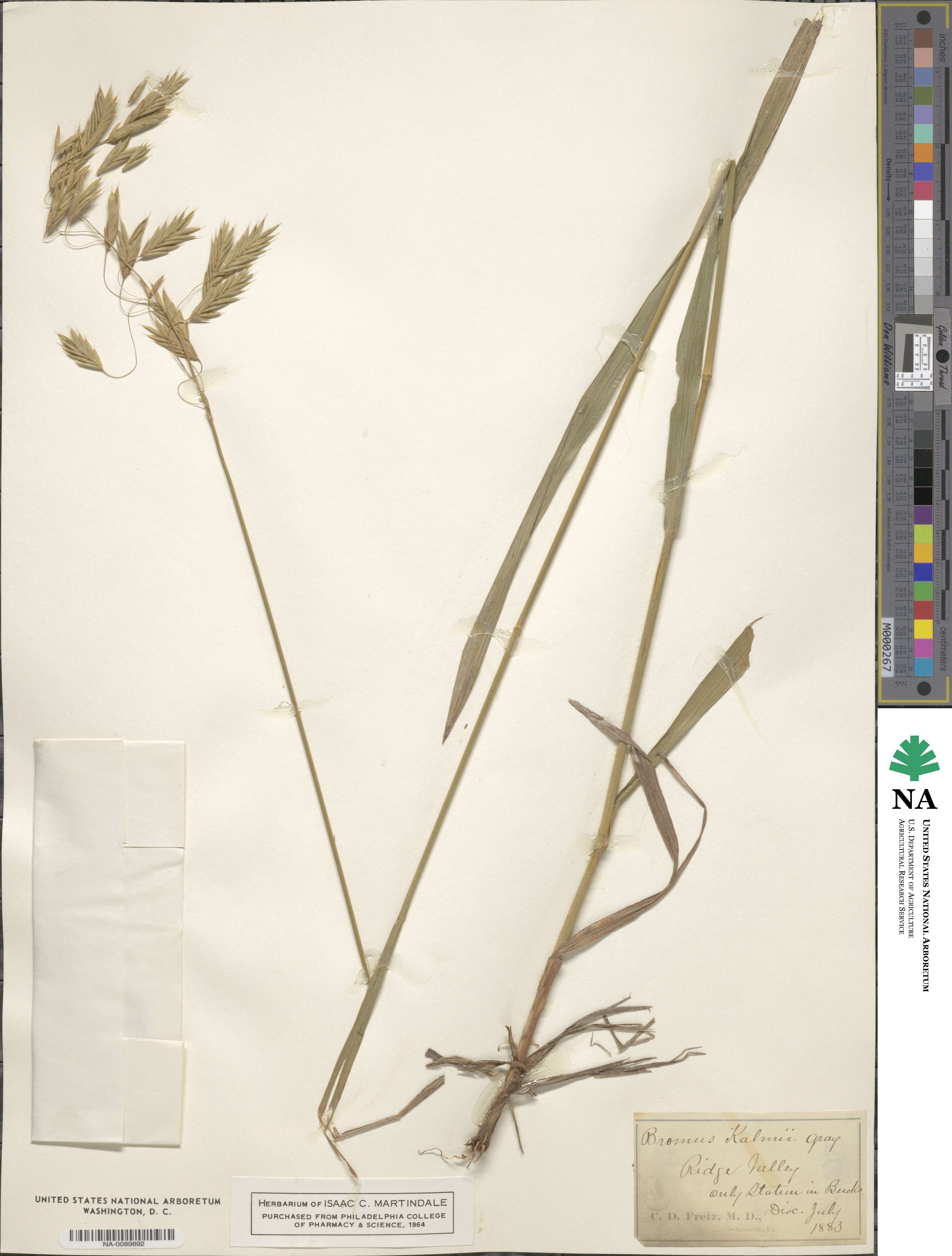 Bromus kalmii image