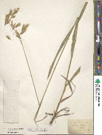 Bromus kalmii image