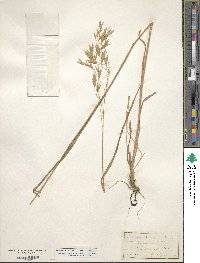 Bromus kalmii image