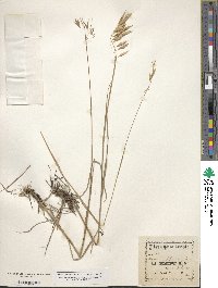 Bromus kalmii image