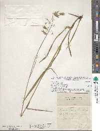 Bromus kalmii image