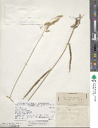 Bromus kalmii image