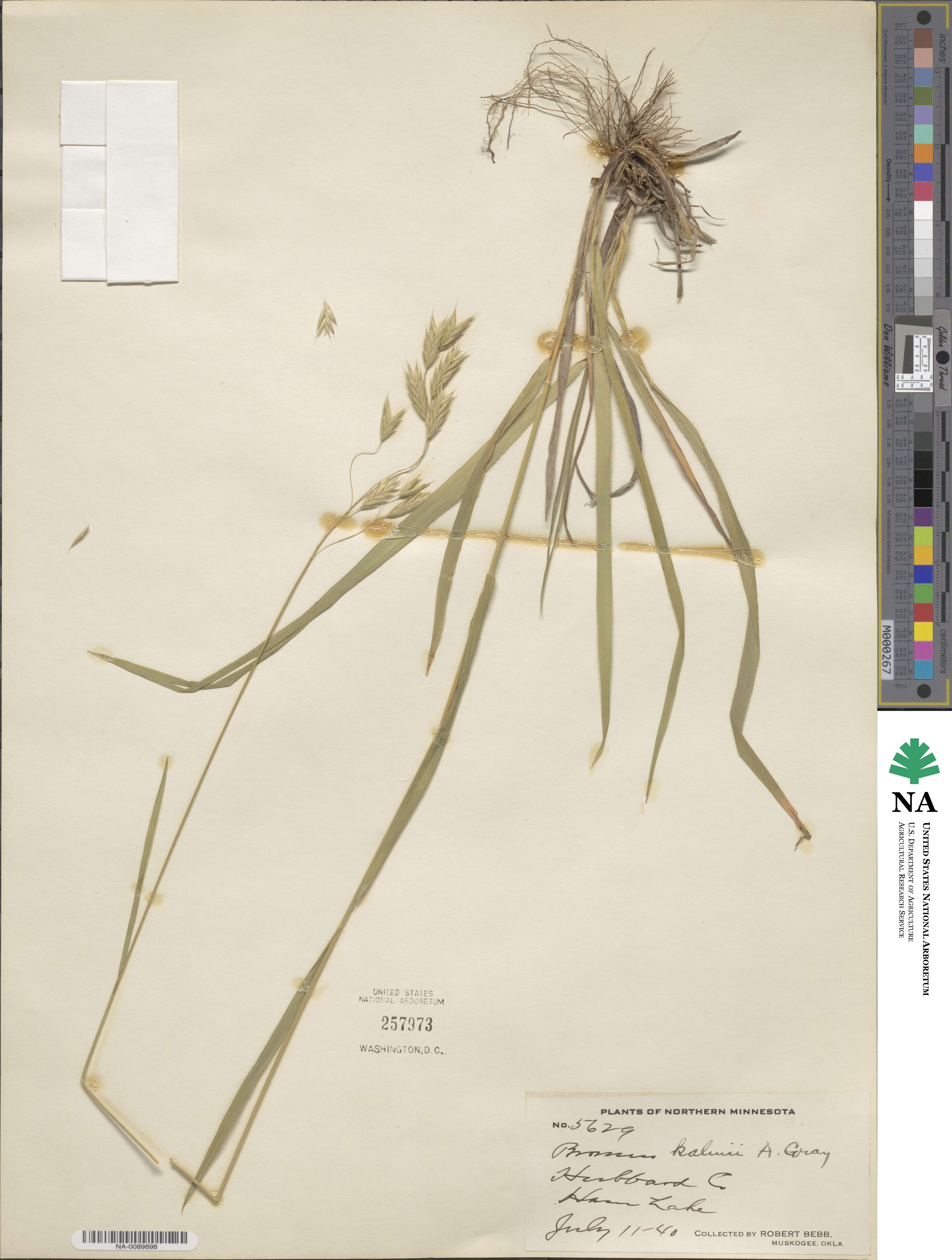 Bromus kalmii image