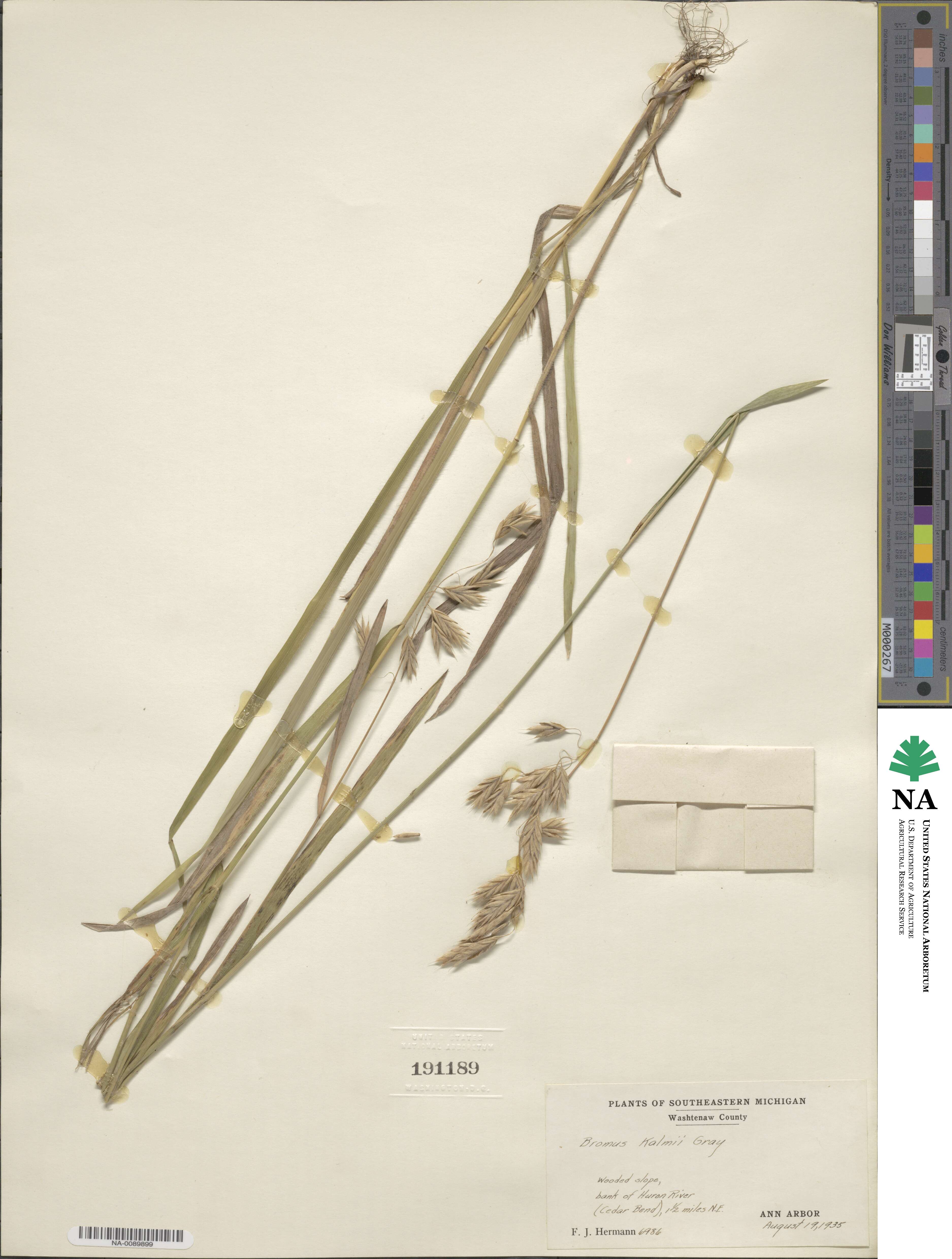 Bromus kalmii image