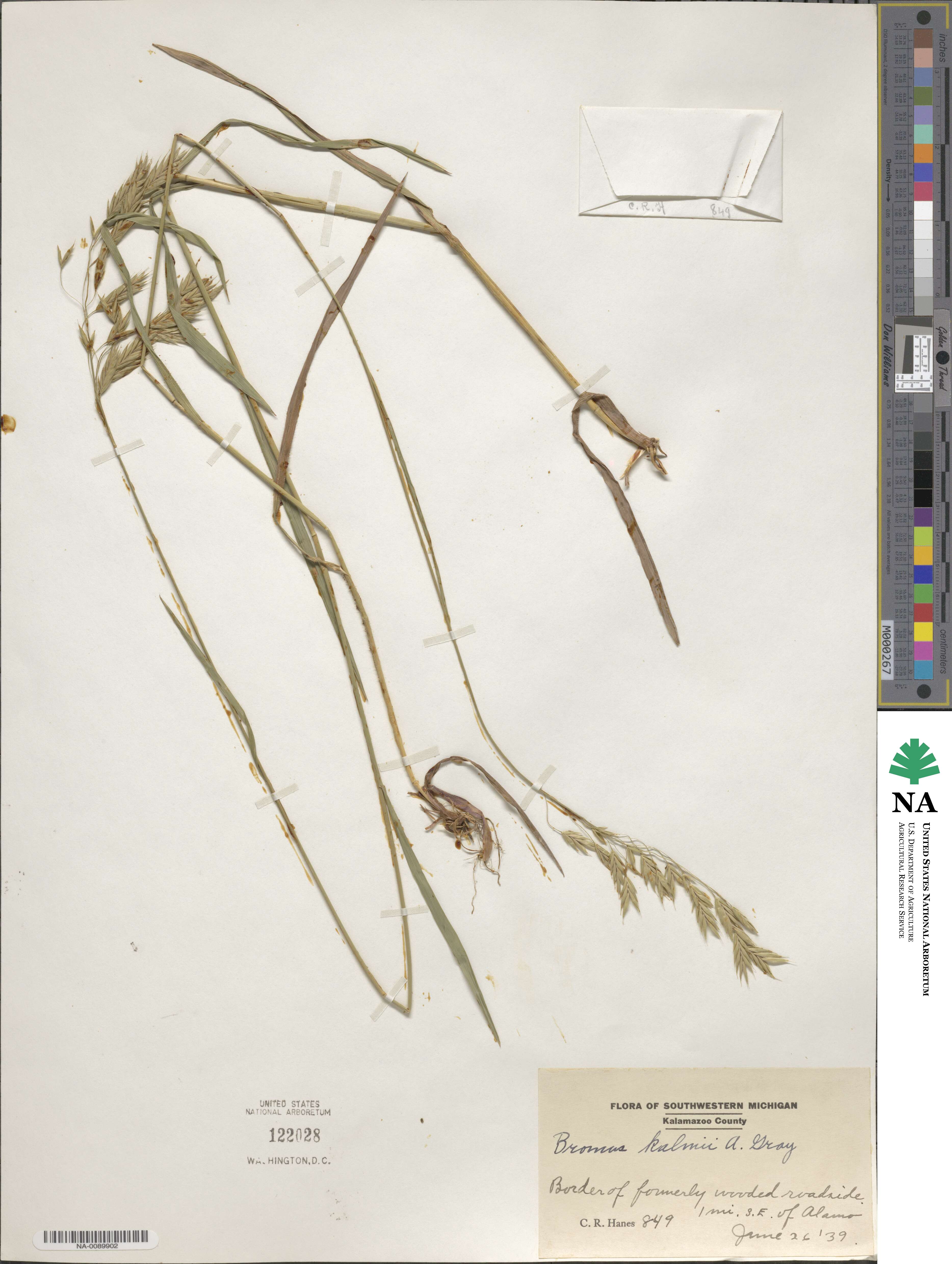 Bromus kalmii image