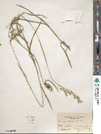 Bromus kalmii image