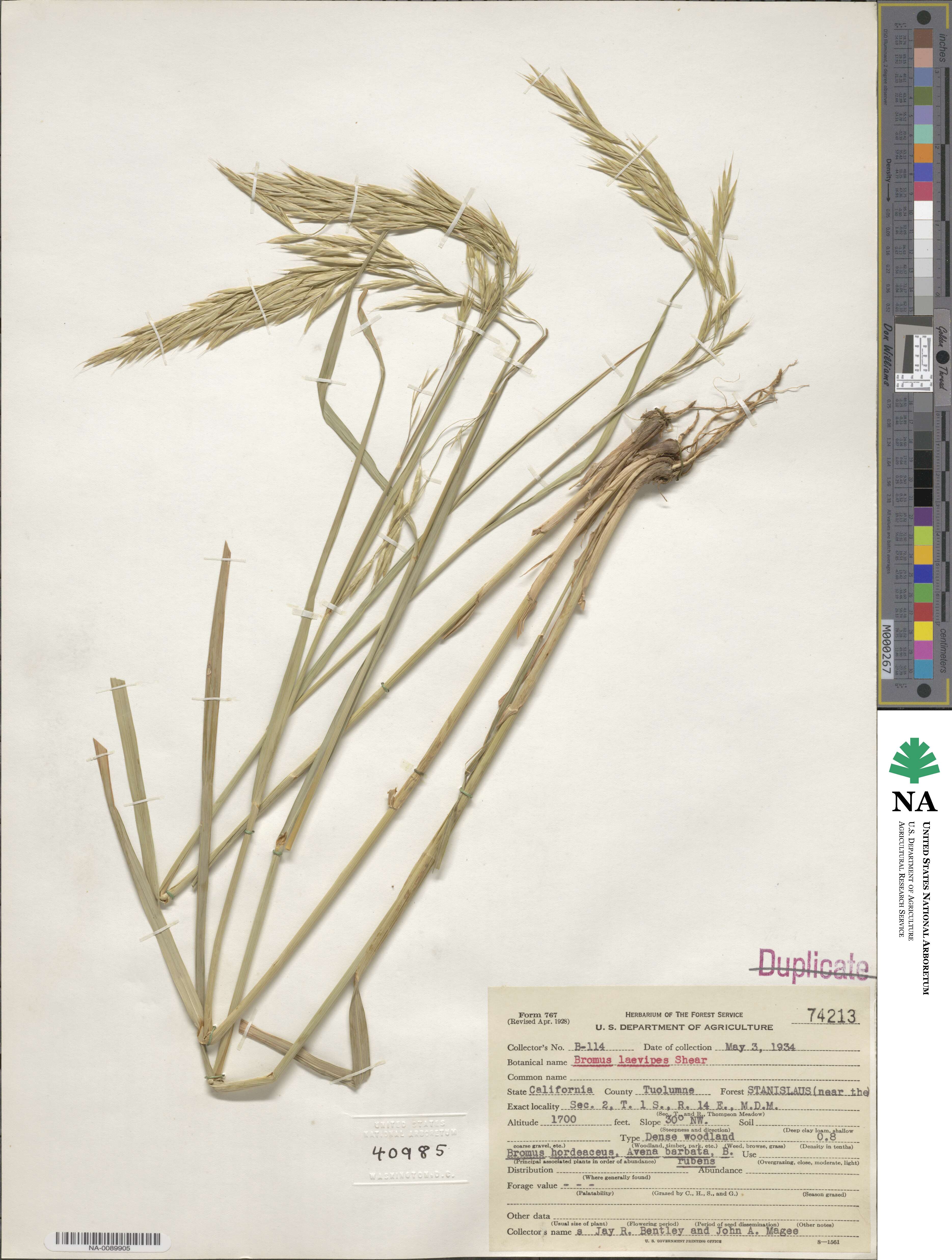 Bromus laevipes image